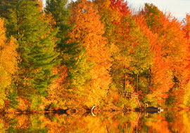 fall trees reflected on a lake