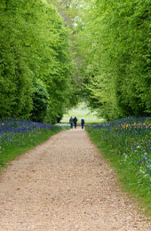 path between trees