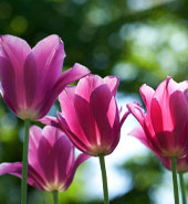 pink tulips