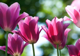 close up of pink tulips