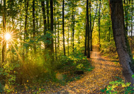 Path in the woods with the sun shining through the trees
