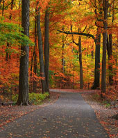 a road surrounded by fall trees