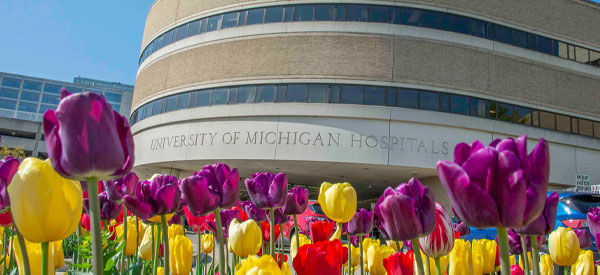 Spring tulips in foreground at the A. Alfred Taubman Health Care Center building during a sunny moring.
