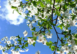 white blossoms on a tree with a blue sky in the background
