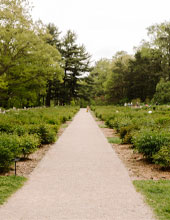 the peony gardens in the Arb