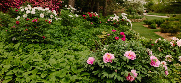 Peonies blooming in the arb