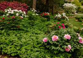Peony bushes in the Arb